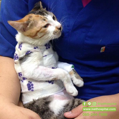 น้องแมวน้ำหวานผ่าตัดแก้ไขช่องอกทะลุ